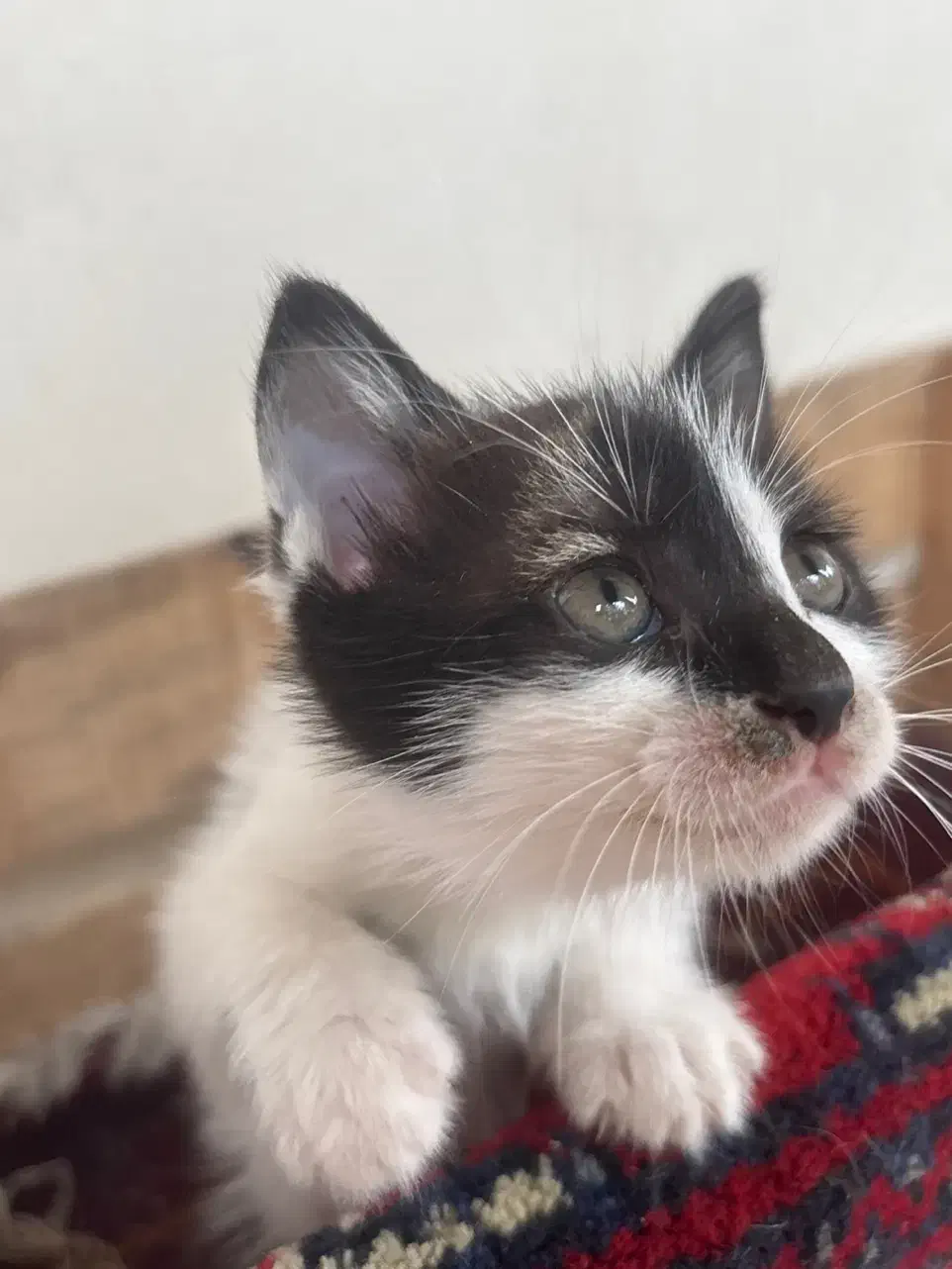 واگذاری فوری گربه|گربه|رشت, معلم|دیوار