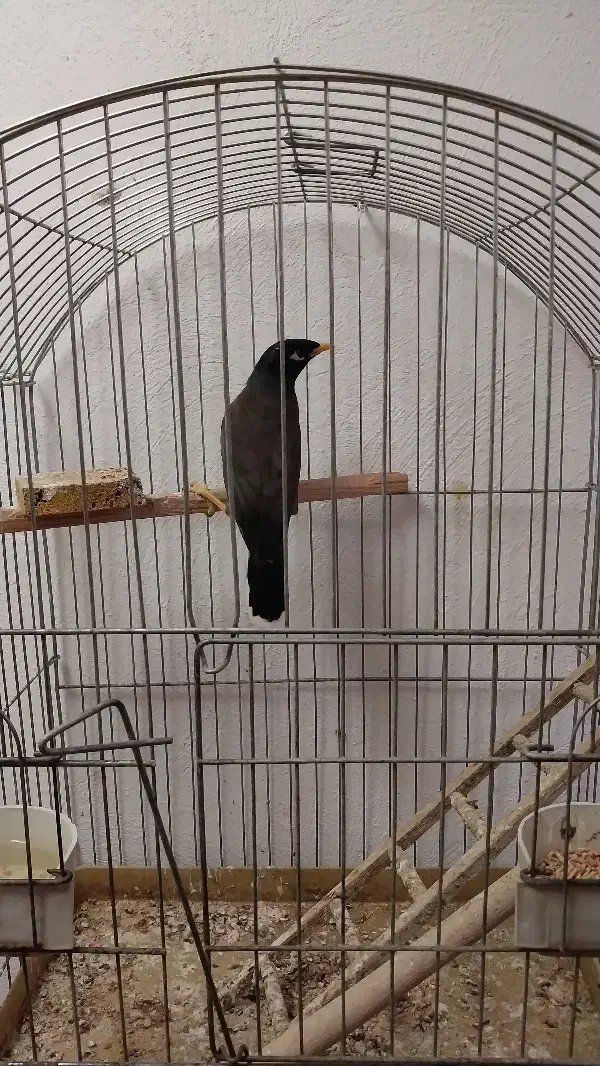 مرغ مینا|پرنده|کرج, باغستان|دیوار