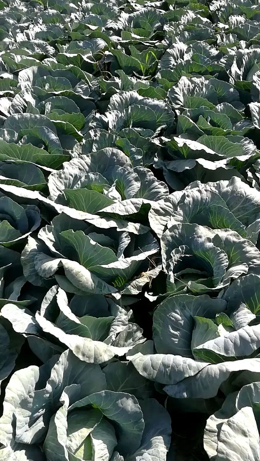 برگ کلم پیچ|حیوانات مزرعه|پاسارگاد, |دیوار