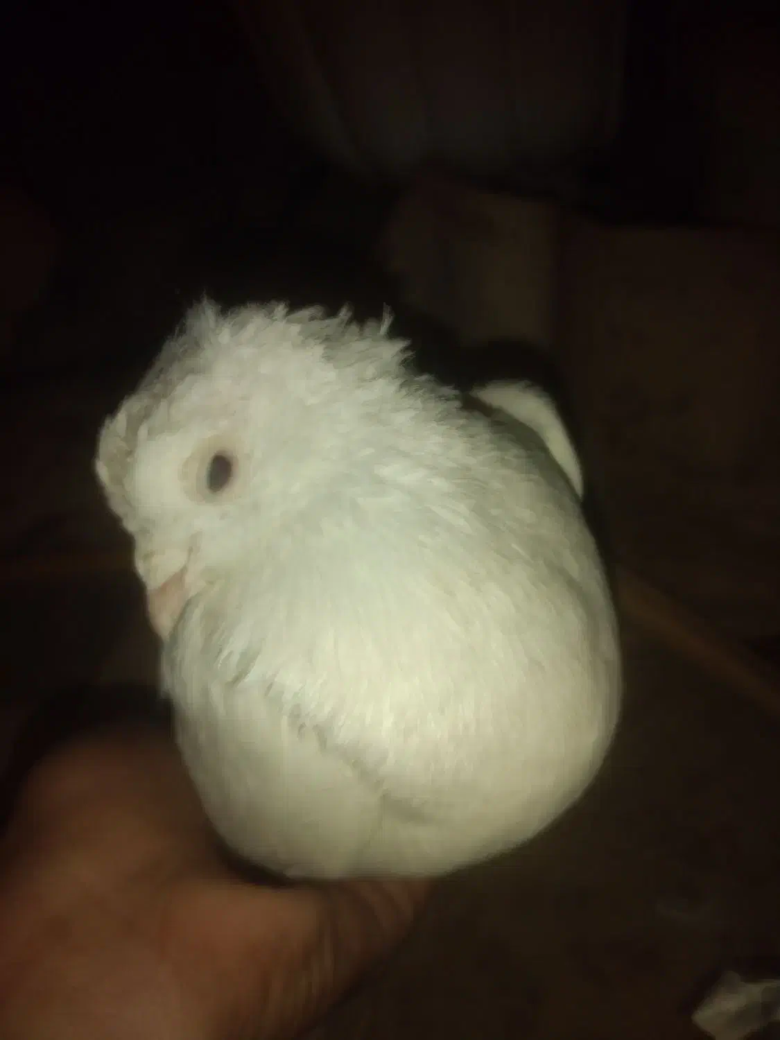 یه جفت کفتر|پرنده|پردیس, فاز ۱|دیوار