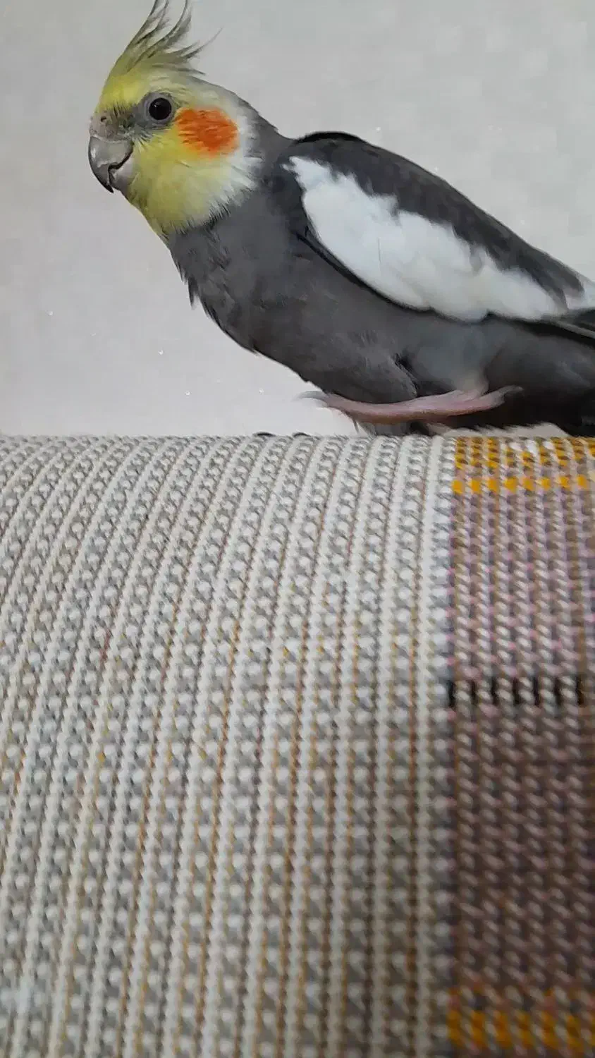 عروس هلندی گم شده|پرنده|مشهد, هفت تیر (نه دره)|دیوار