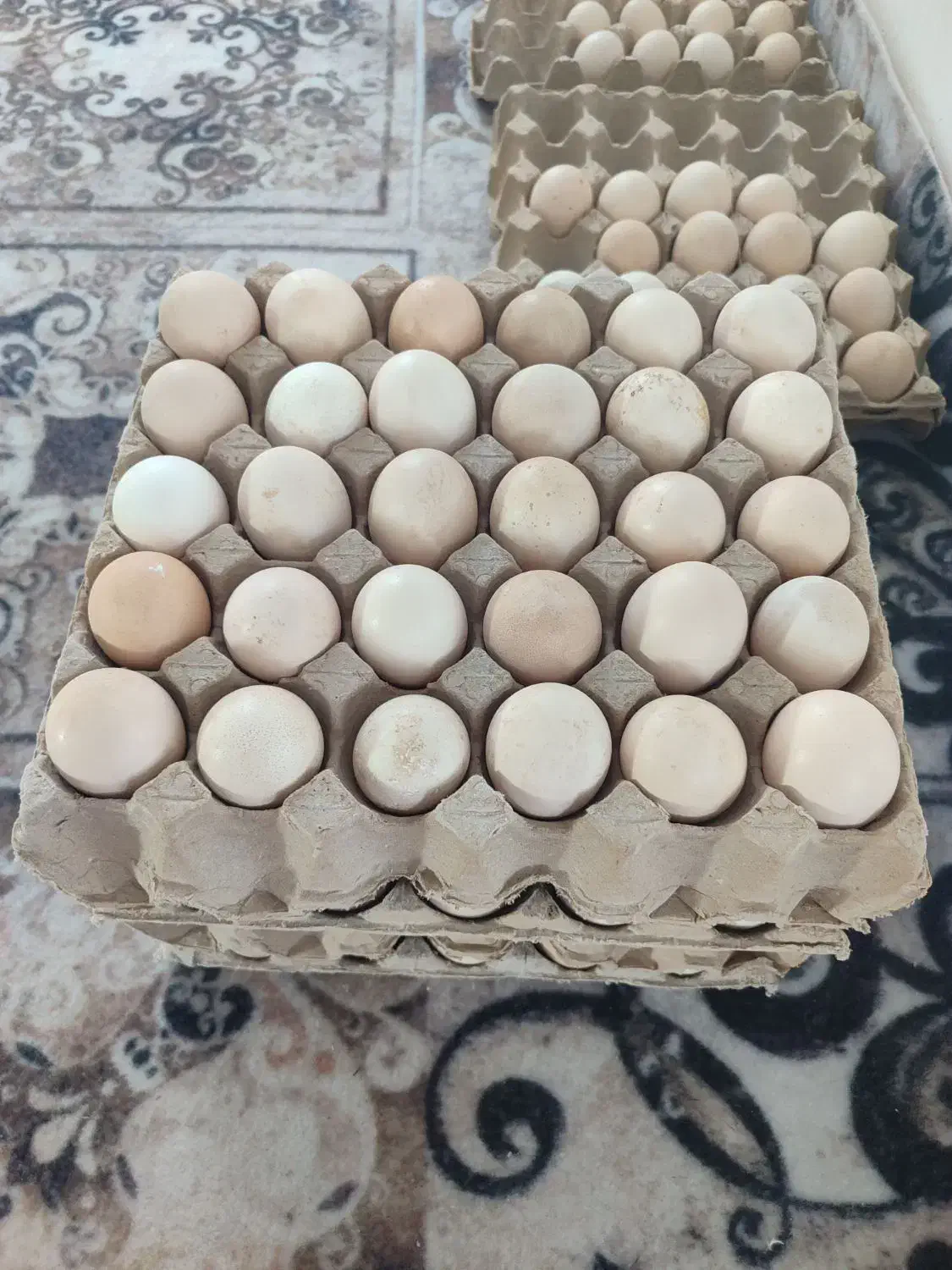 تخم مرغ محلی خوراکی|خوردنی و آشامیدنی|پارسآباد, |دیوار