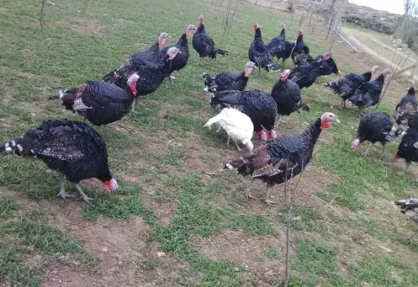 بوقلمون محلی کاملا طبیعی|حیوانات مزرعه|پارسآباد, |دیوار