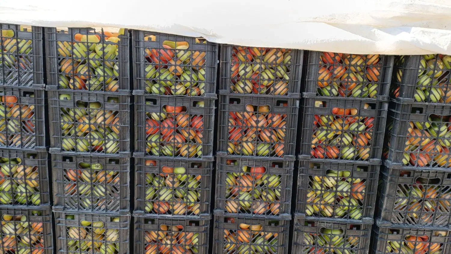 گوجه دورنگ وسبز|عمدهفروشی|بیضا, |دیوار