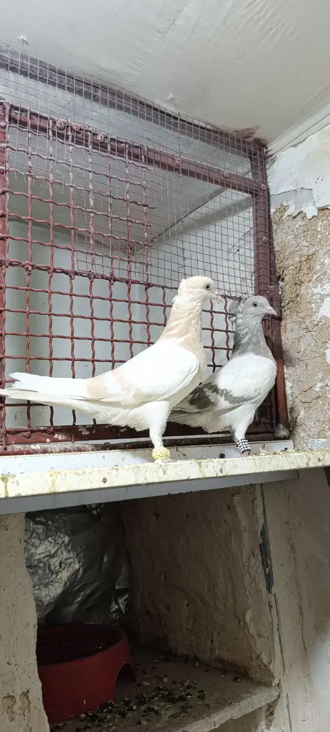 سوسنی|پرنده|فسا, |دیوار