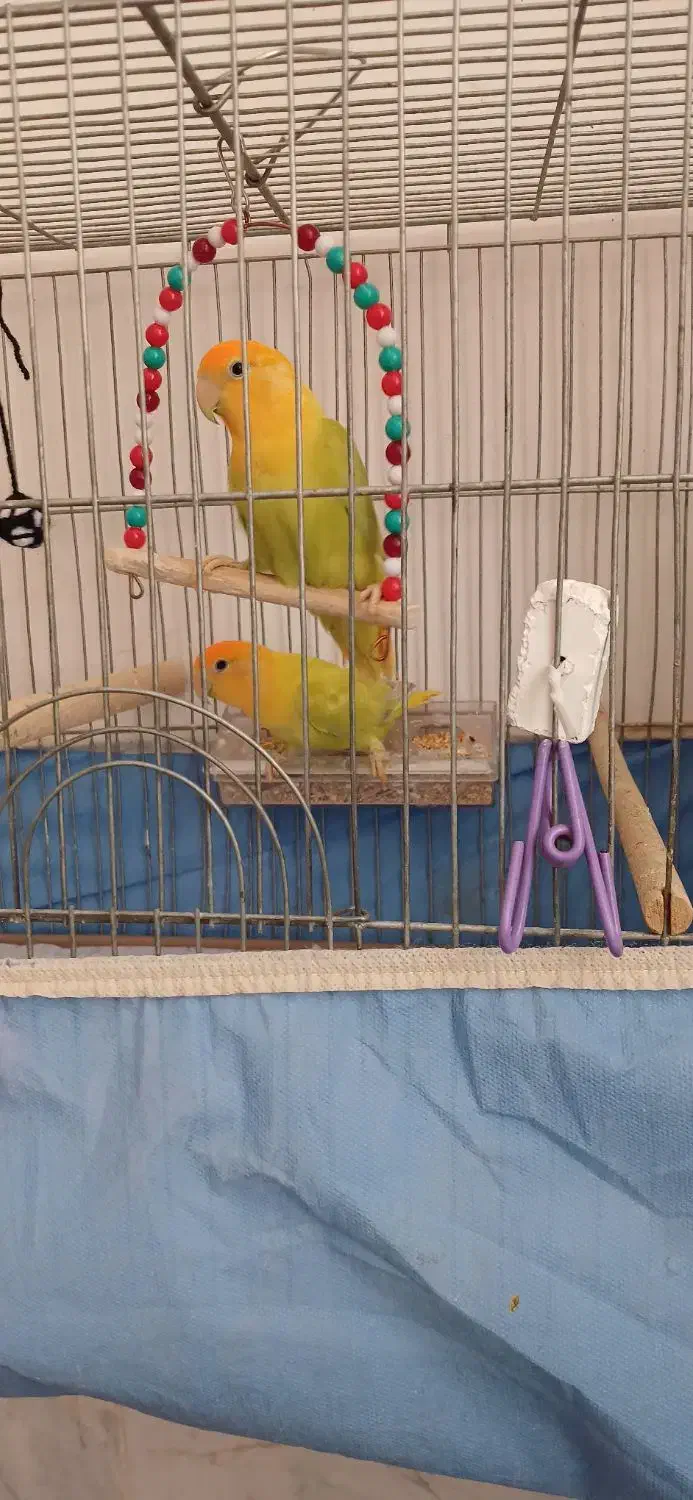 کوتوله برزیلی سر هلویی|پرنده|تیران, |دیوار