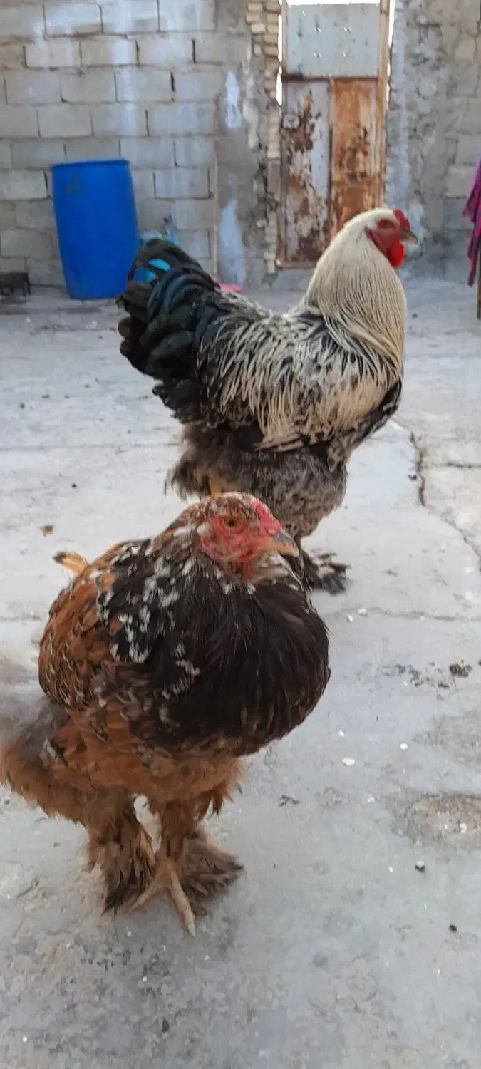 برهما اصیل غاز  خروس ریشو|حیوانات مزرعه|بندر ماهشهر, |دیوار