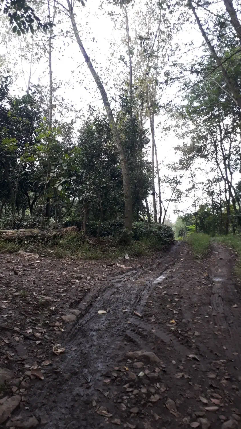 زمین حسین اباد|فروش زمین و ملک کلنگی|رودسر, |دیوار