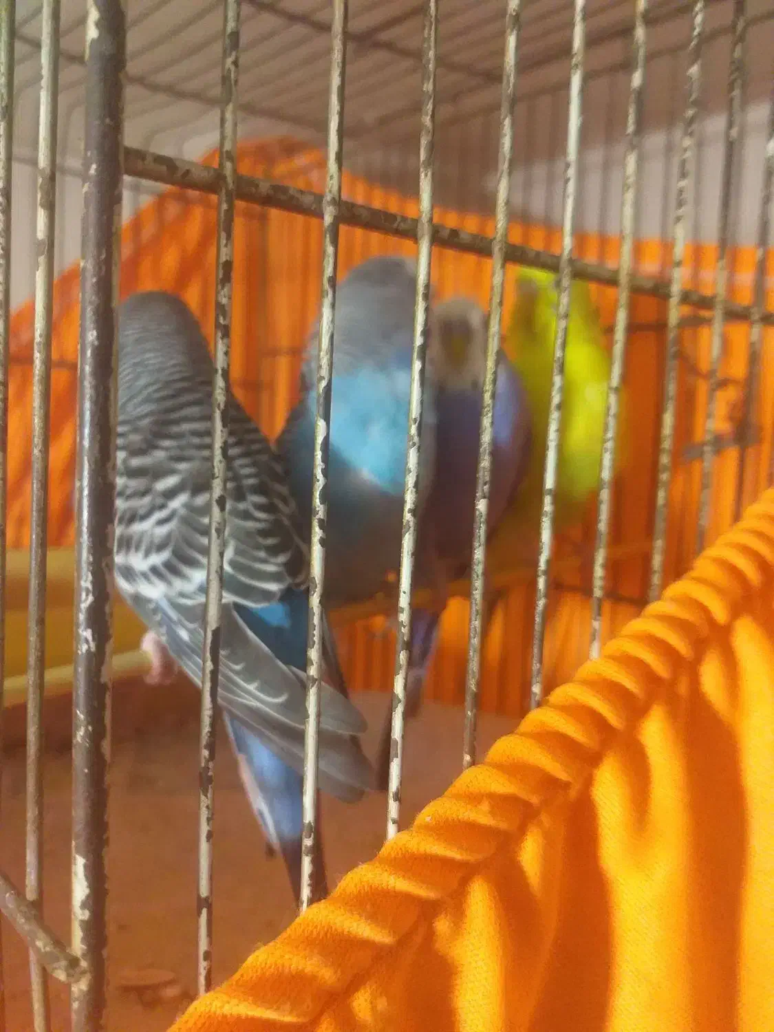 مرغ عشق باقفس|پرنده|تهران, شهرک فردوس (حسینی)|دیوار