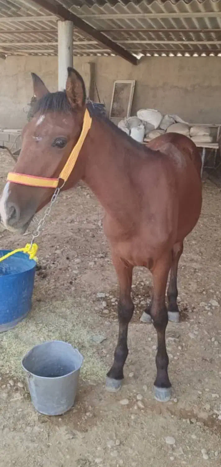 فروش کره اسب عربی ۱۰ ماه|اسب و تجهیزات اسبسواری|امیدیه, |دیوار