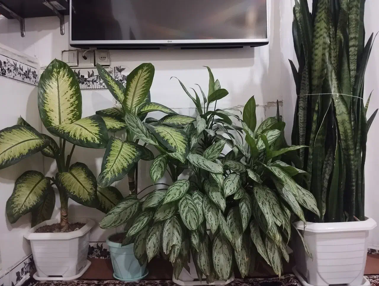 فرش و گل|فرش|ثلاث باباجانی, |دیوار