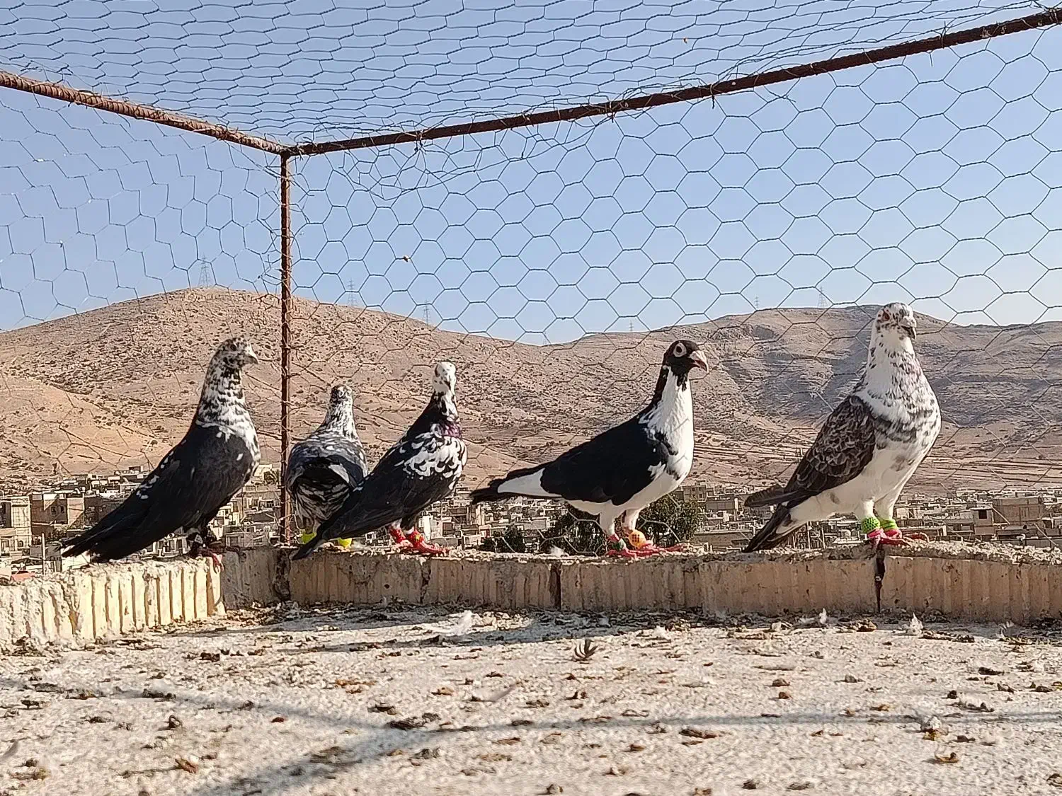 کفتر پلاکی .بزک سینه سفید۵تا با هم|پرنده|شیراز, سعدیه شمالی|دیوار
