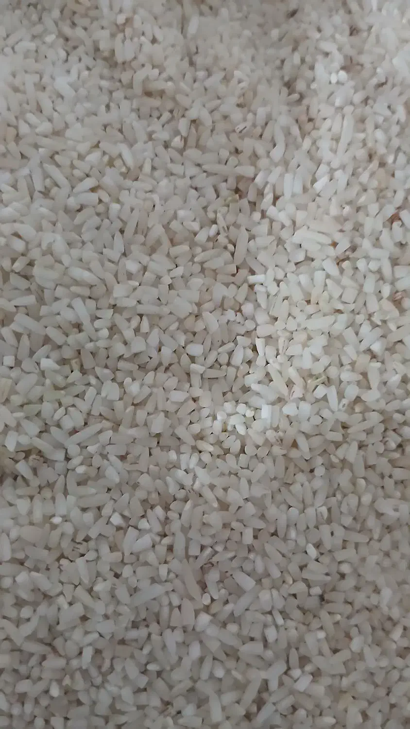 برنج نیم دانه هاشمی|خوردنی و آشامیدنی|رشت, باهنر|دیوار