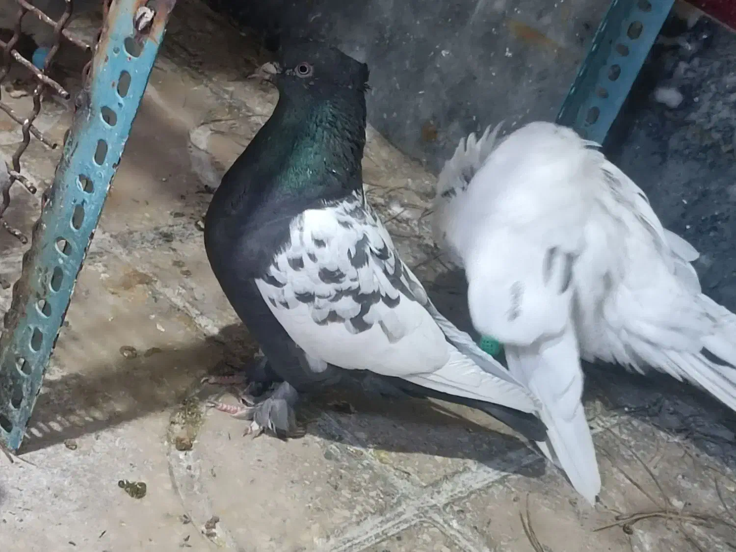 کبوتر سینه.زاغ آبادانی.سوسنی|پرنده|مرودشت, ابوذر جنوبی|دیوار