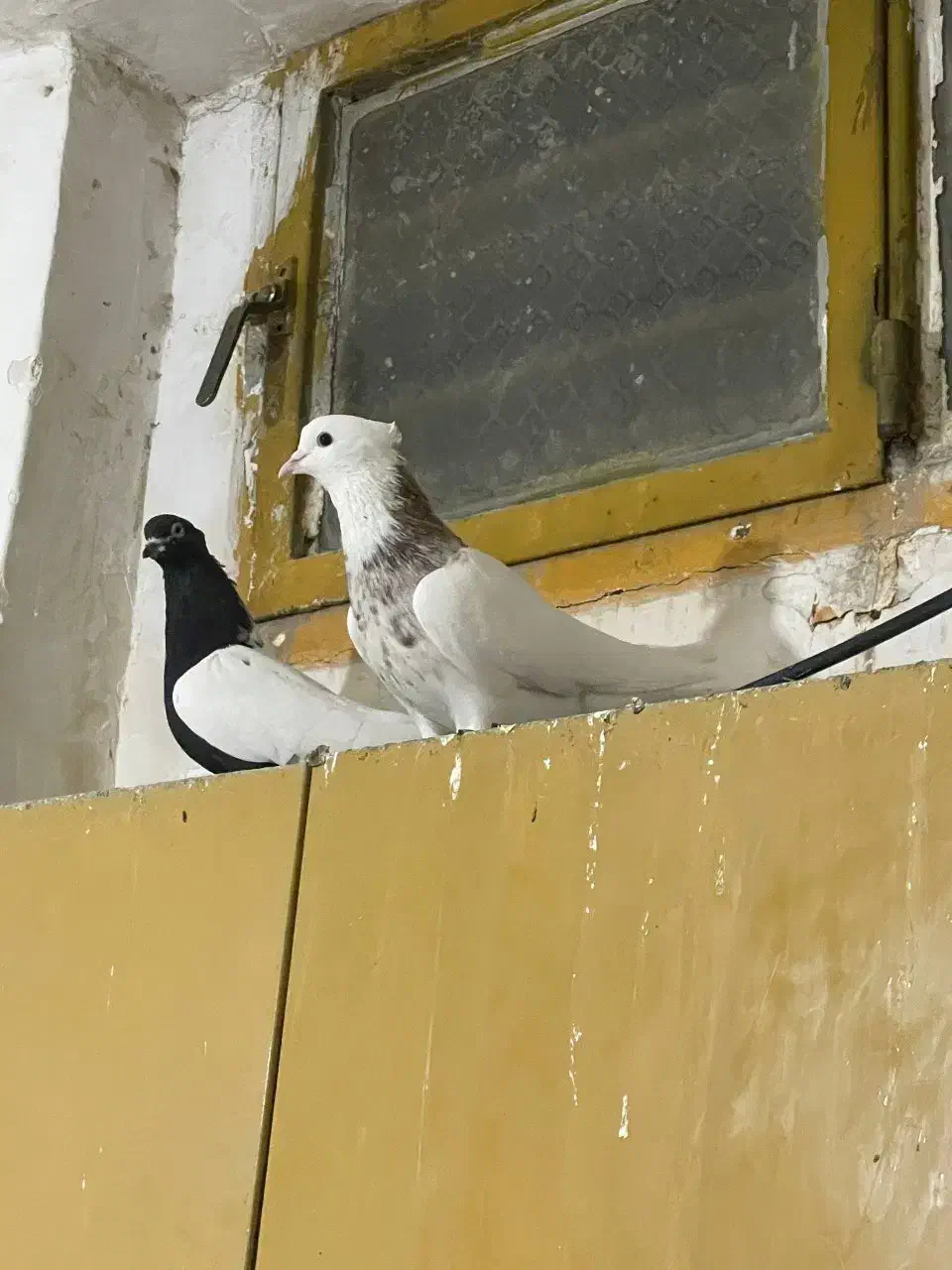 دو عدد طوقی نر|پرنده|مشهد, مشهدقلی|دیوار