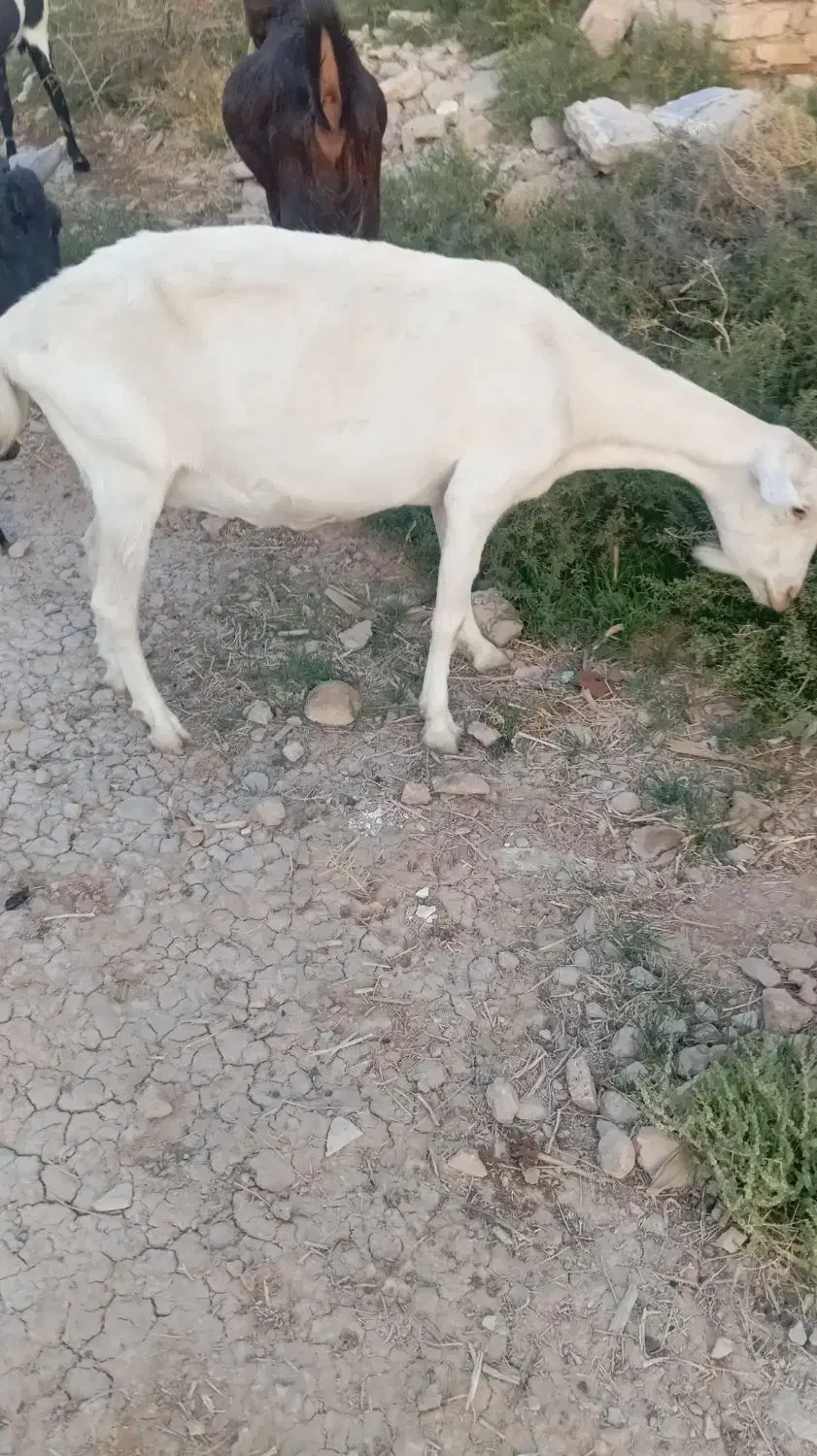 بز سانن|حیوانات مزرعه|رحمتآباد, |دیوار