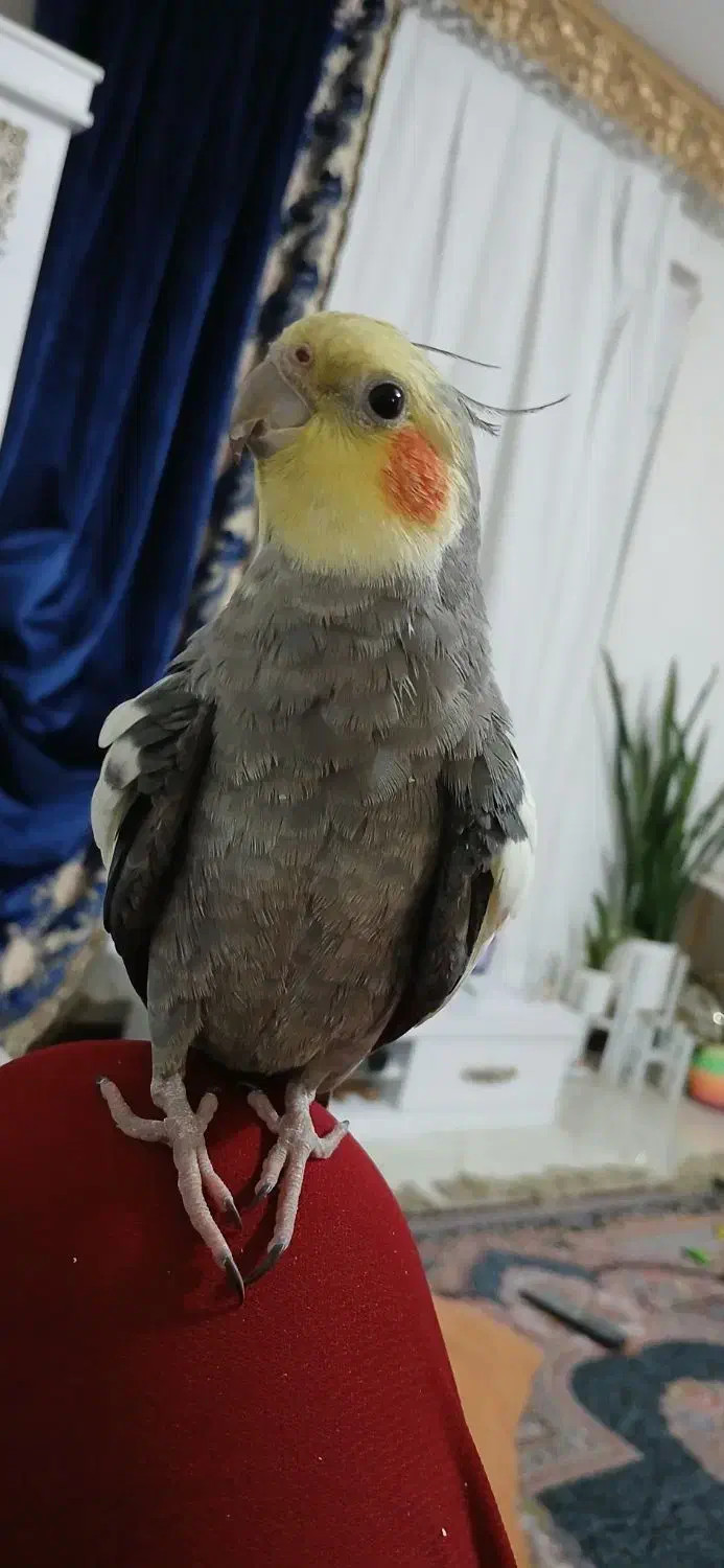 عروس هلندی نر|پرنده|گلبهار, شهر جدید گلبهار|دیوار