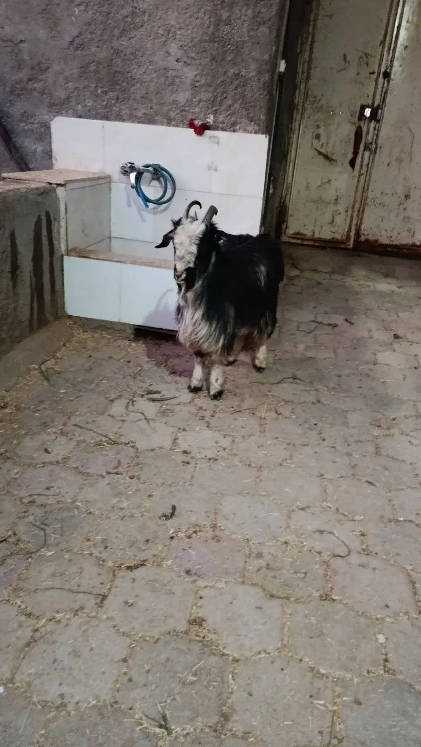 بزغاله نر|حیوانات مزرعه|کاشان, دشت لتحر|دیوار