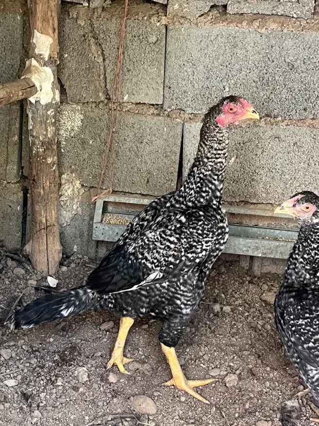 خروس لاری|حیوانات مزرعه|شیراز, فرهنگ شهر|دیوار