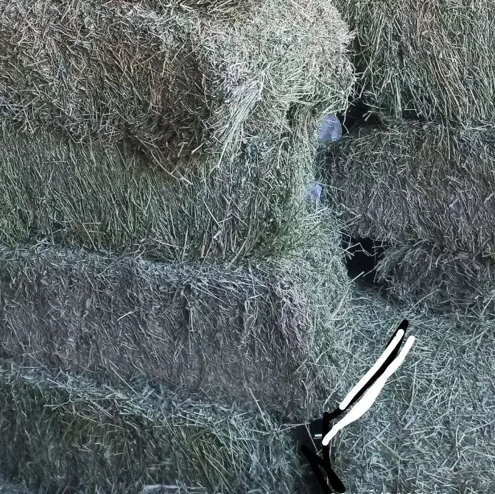 پرس یونجه|لوازم جانبی حیوانات|سیلاخور, |دیوار