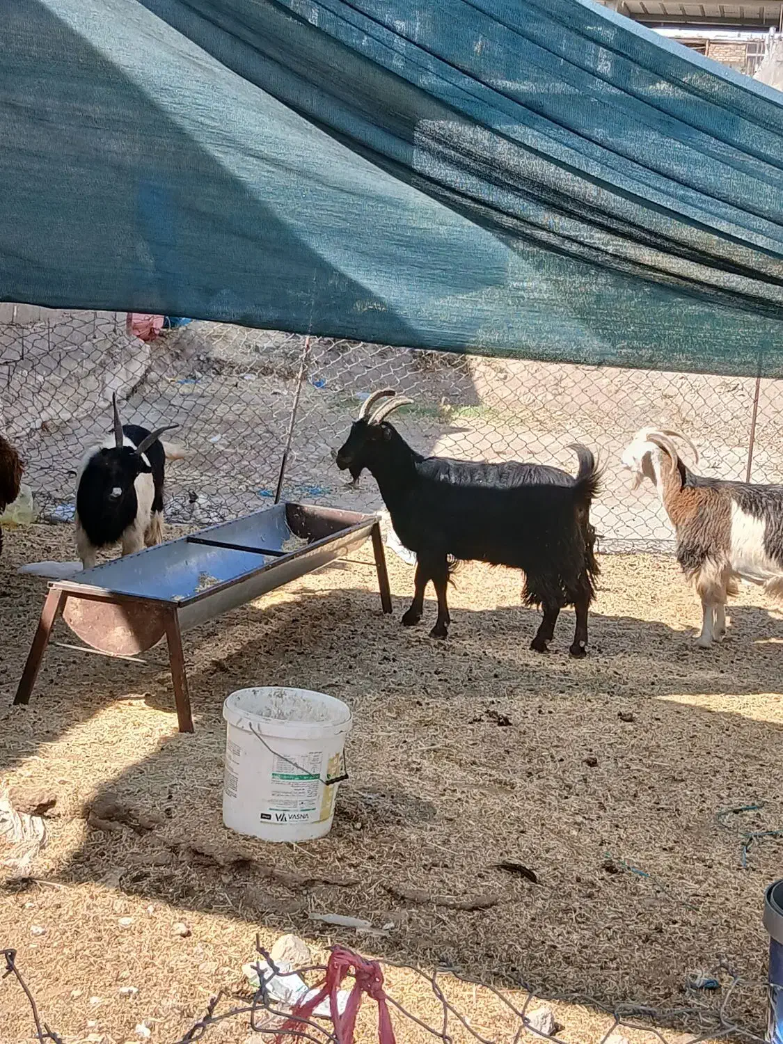 گوسفند چاق درجه یک|حیوانات مزرعه|دورود, |دیوار