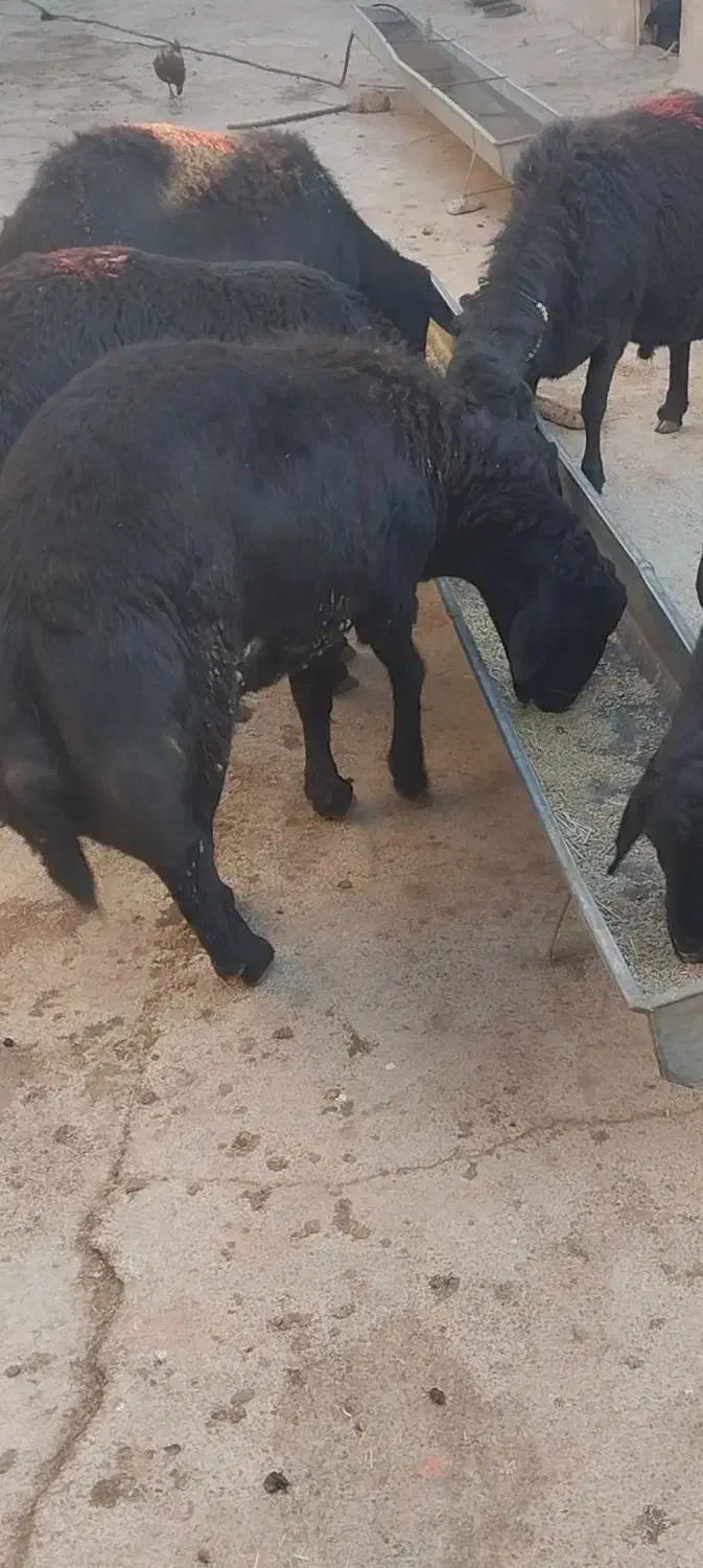 بره نر قره قزل|حیوانات مزرعه|تکاب, |دیوار