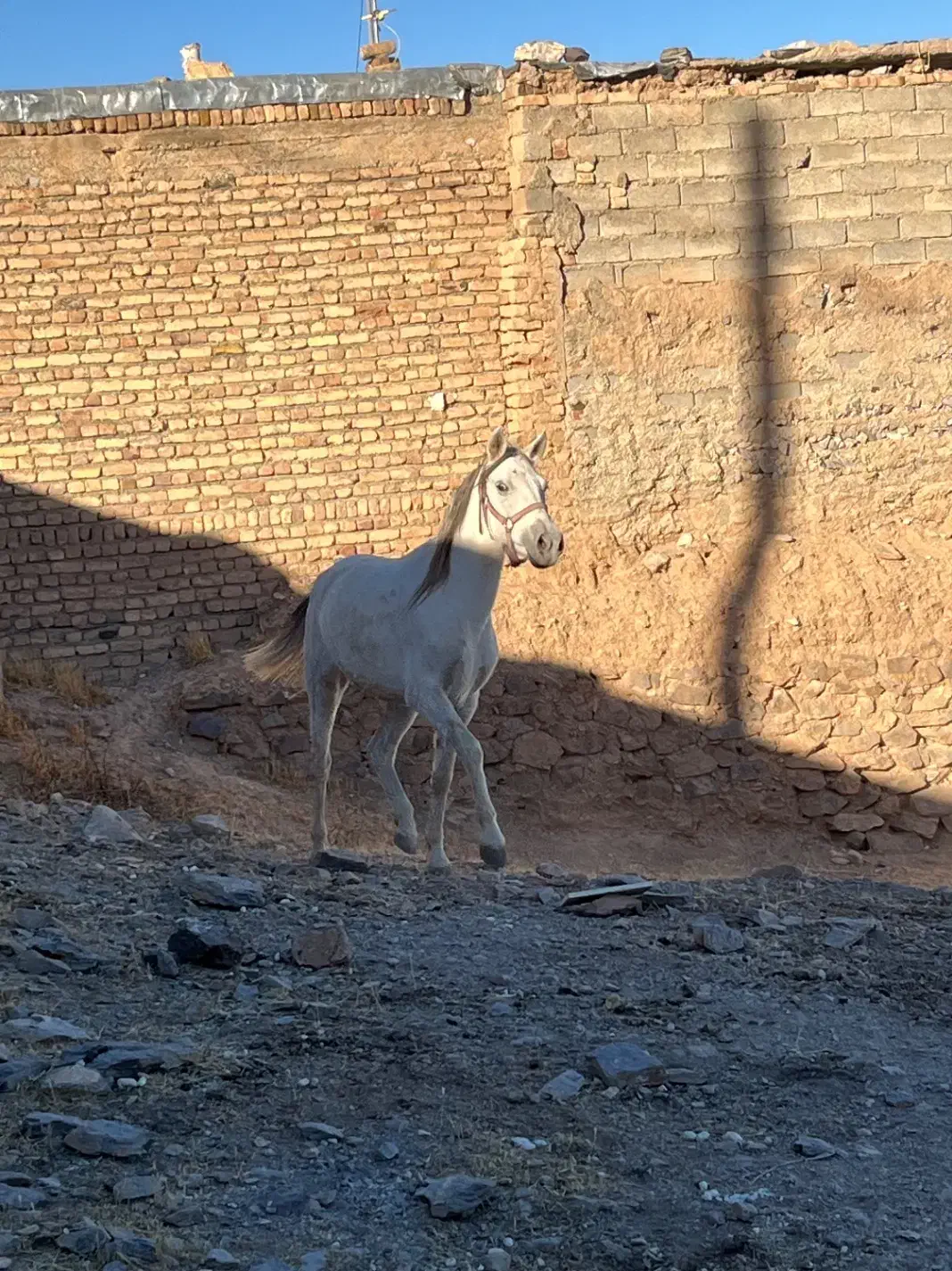 اسب مادیان و کره نریان|اسب و تجهیزات اسب‌سواری|کنگاور, |دیوار