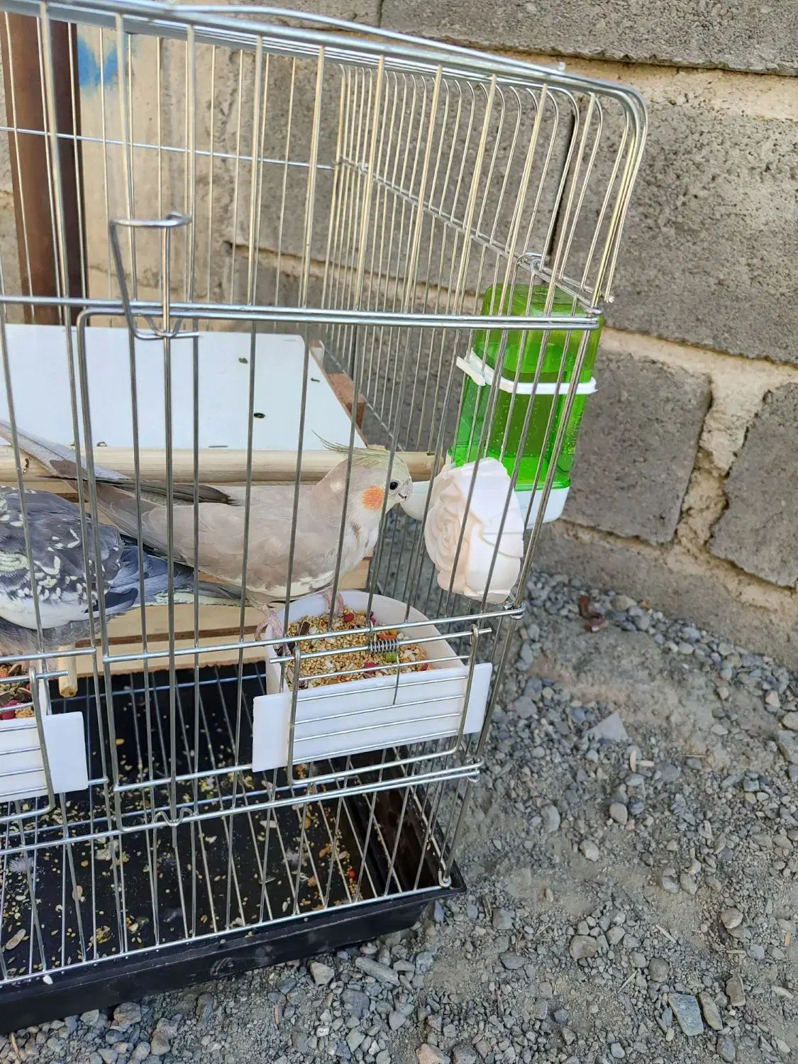 عروس هلندی رام نرو ماده|پرنده|کهنوج, |دیوار