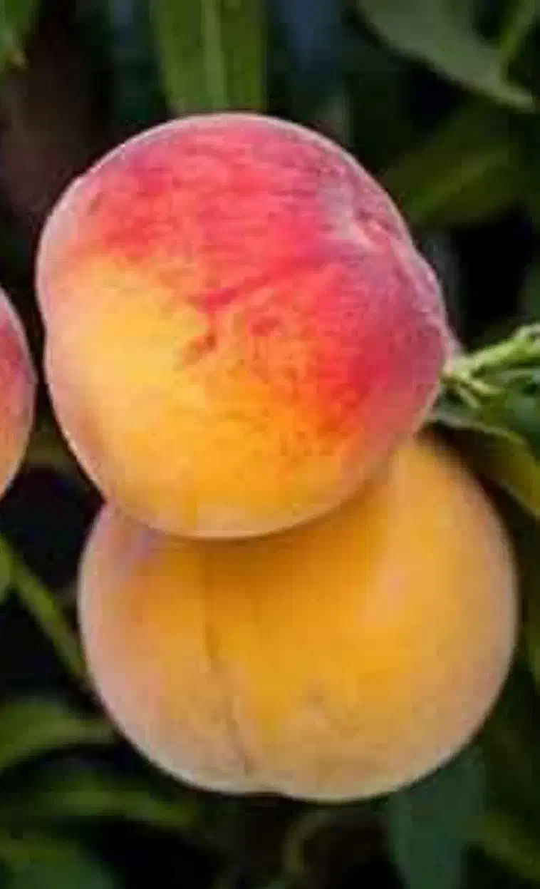 تولید و عرضه نهال هلو جوادی|خدمات باغبانی و درختکاری|بدره, |دیوار