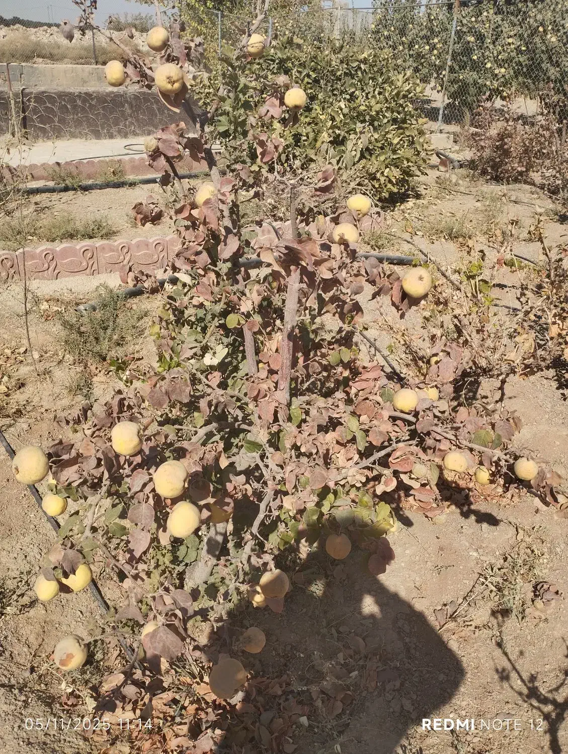 باغ|فروش خانه و ویلا|شاهین‌شهر, فرودگاه هسا|دیوار