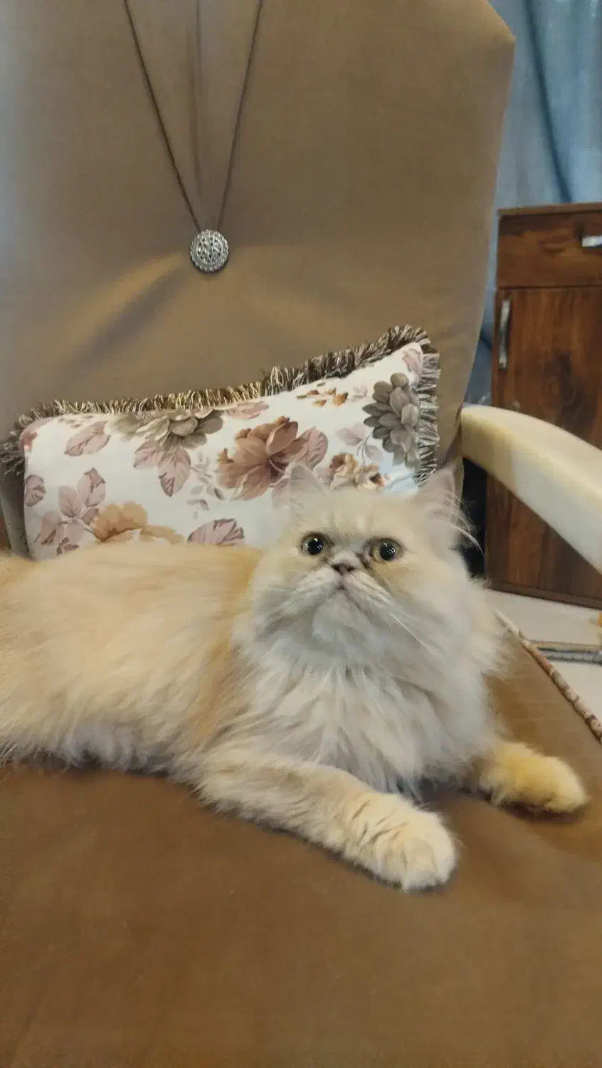 گربه گمشده در جعفری مذهب|حیوانات|رشت, آب و برق|دیوار