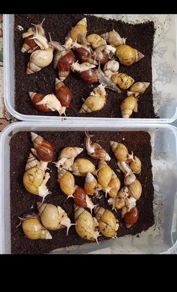 حلزون مولد|خزنده|تهران, ائمه اطهار|دیوار