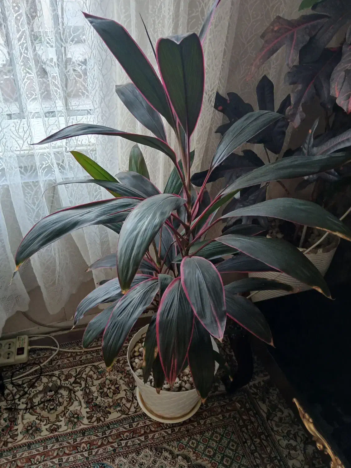 گل طبیعی|گل و گیاه طبیعی|فردیس, قریشی|دیوار