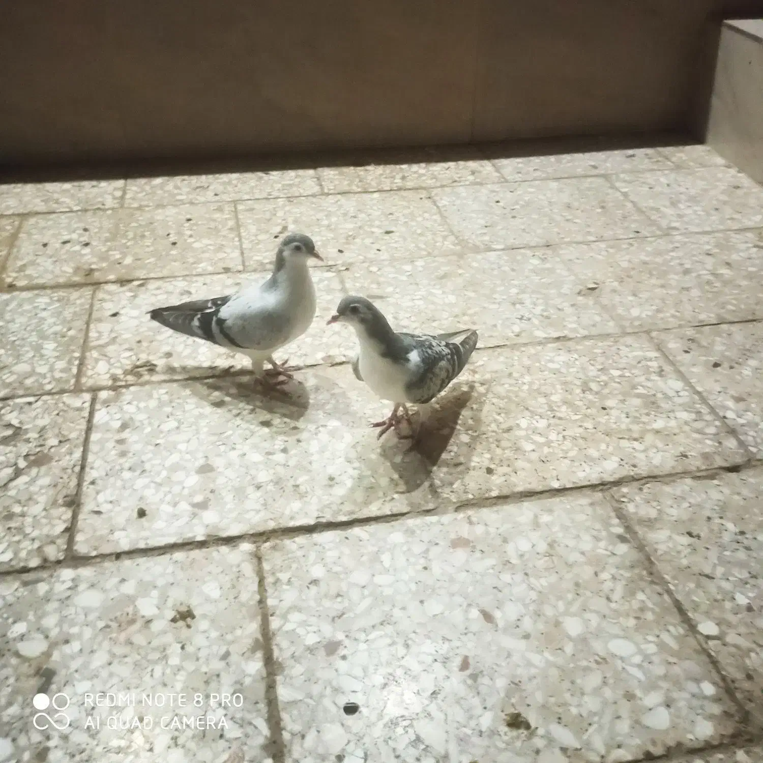 ک بو تر|پرنده|رضویه, |دیوار