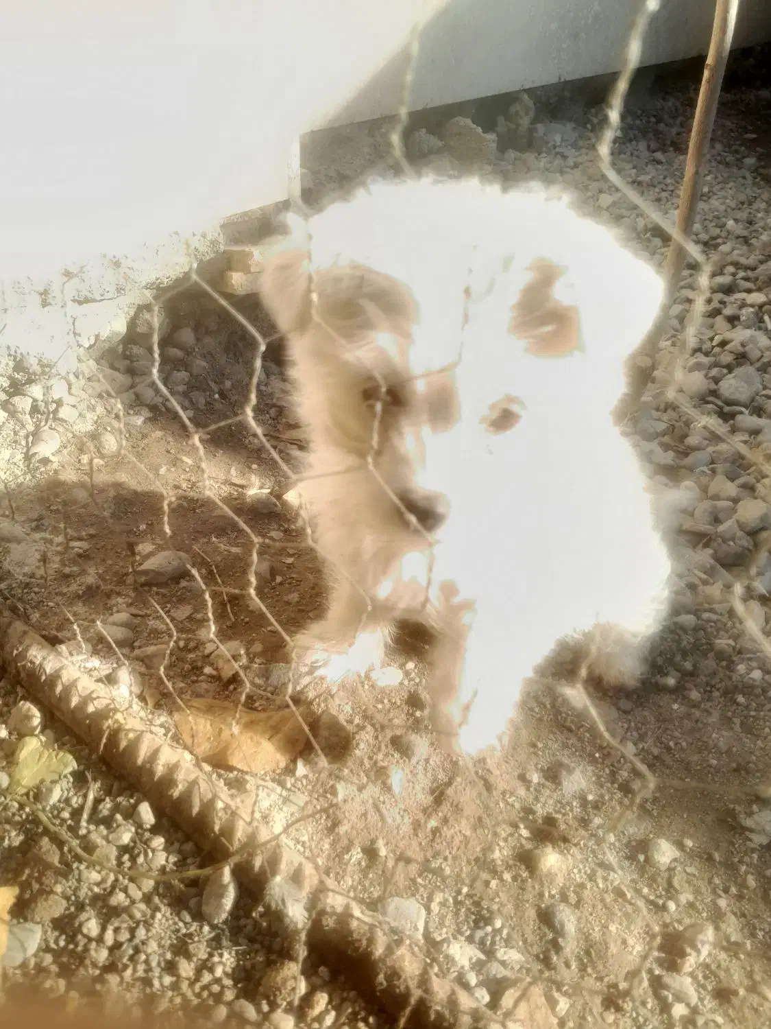 سگ  پاکوتاه|سگ|میانه, |دیوار