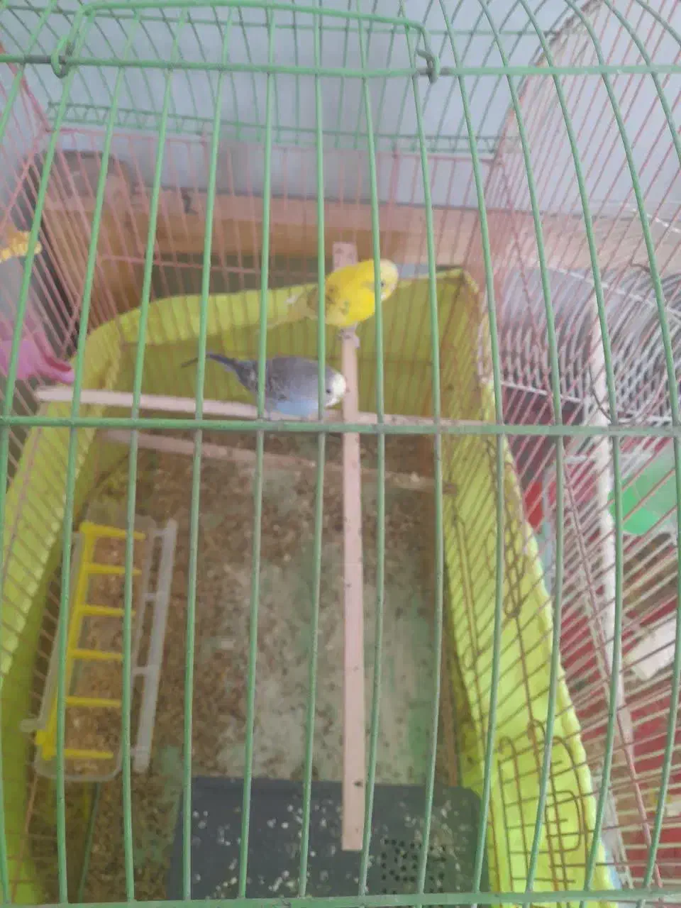 مرغعشق|پرنده|گلپایگان, |دیوار