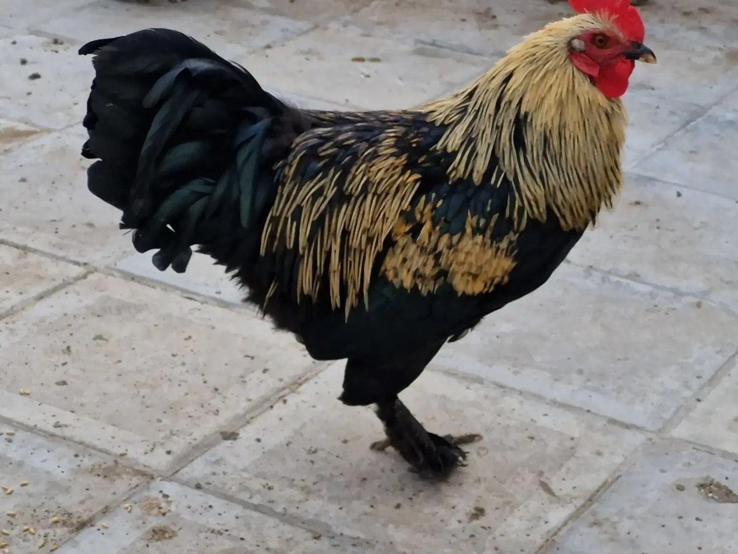 خروس پا پر|حیوانات مزرعه|مشهد, محمدآباد|دیوار