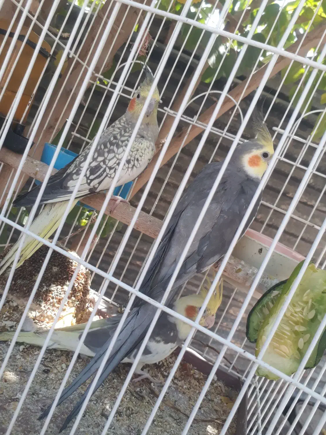 عروس هلندی دستی وتعدادی کبوتر|پرنده|قدس, شهرقدس|دیوار