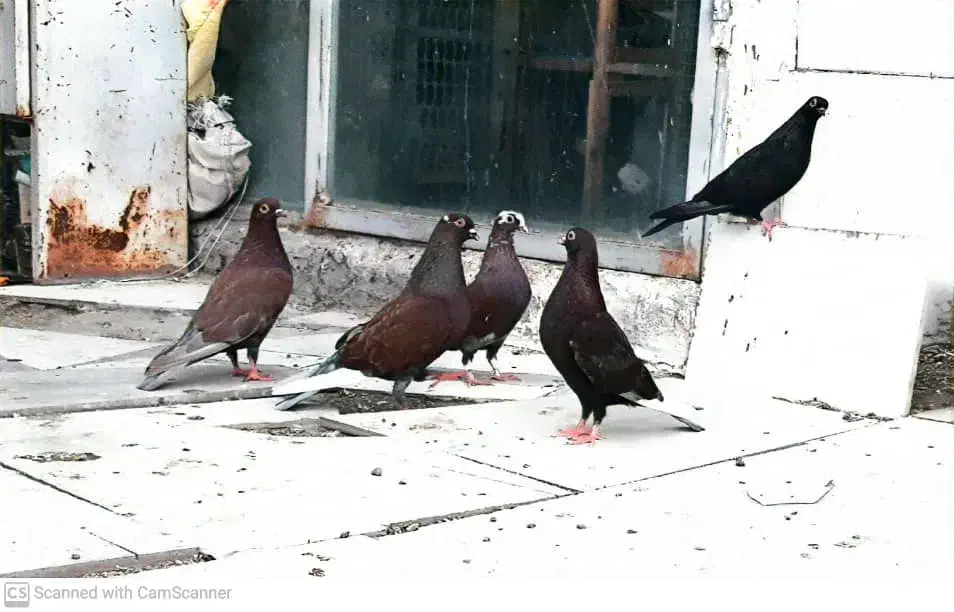 کبوتر یا کفتر ارشلینگل|پرنده|اندیشه, اندیشه فاز ۲|دیوار