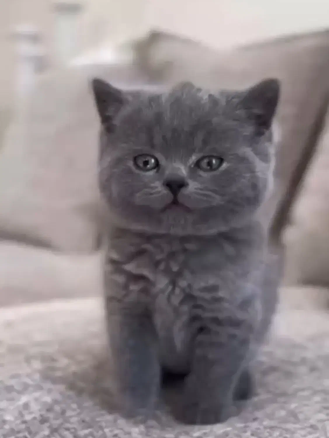 گربه دو ماهه اسکاتیش سالم با کارت سلامت|گربه|تهران, اختیاریه|دیوار