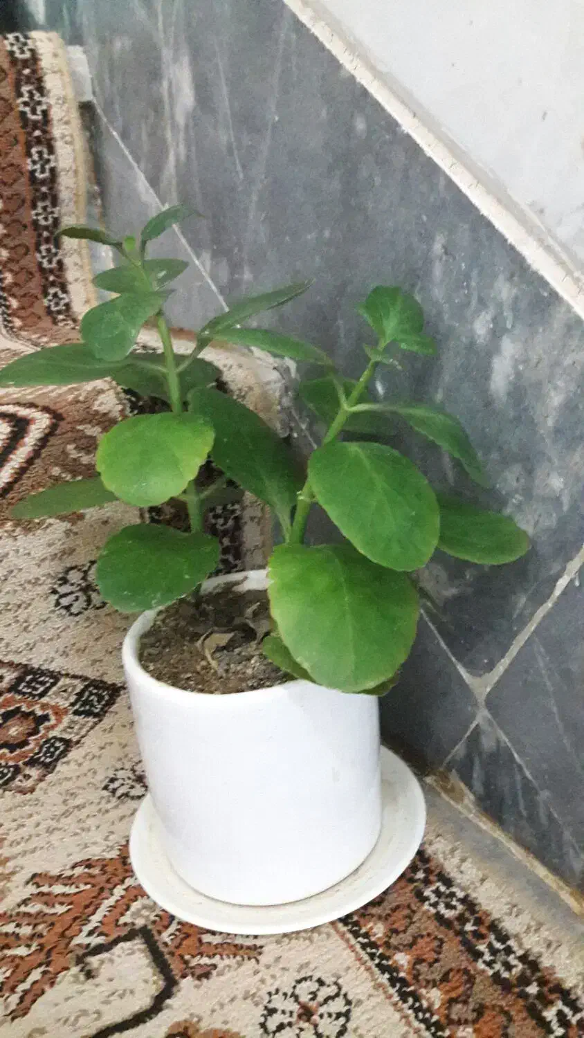 گل قاشقی|گل و گیاه طبیعی|قم, لسانی|دیوار