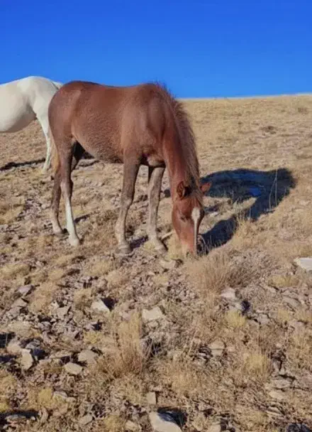 ترکمن|اسب و تجهیزات اسبسواری|زنجان, |دیوار