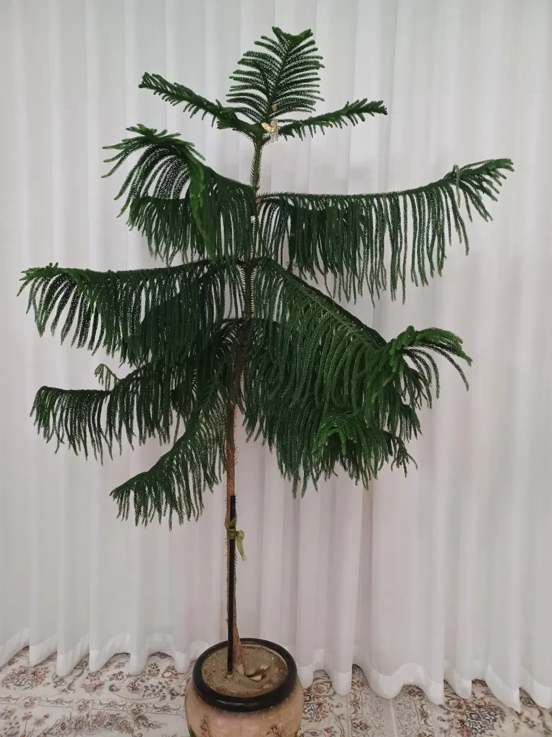 گل مطبق|گل و گیاه طبیعی|رباط‌کریم, رباط‌کریم|دیوار