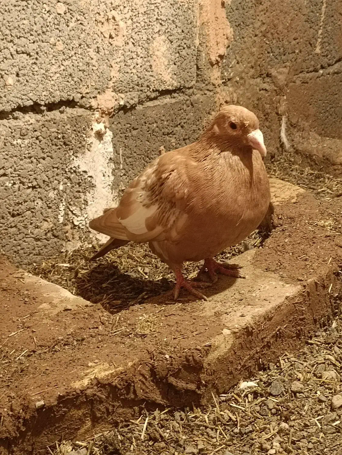 زرد نر|حراج|سبزوار, رباط|دیوار