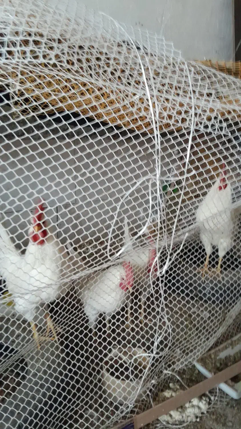 فروش خروس|پرنده|نورآباد, |دیوار