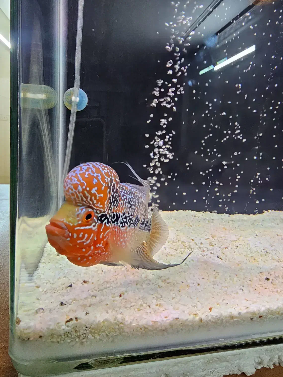 ماهی فلاور هورن تایلندی|ماهی|اصفهان, دشتستان|دیوار