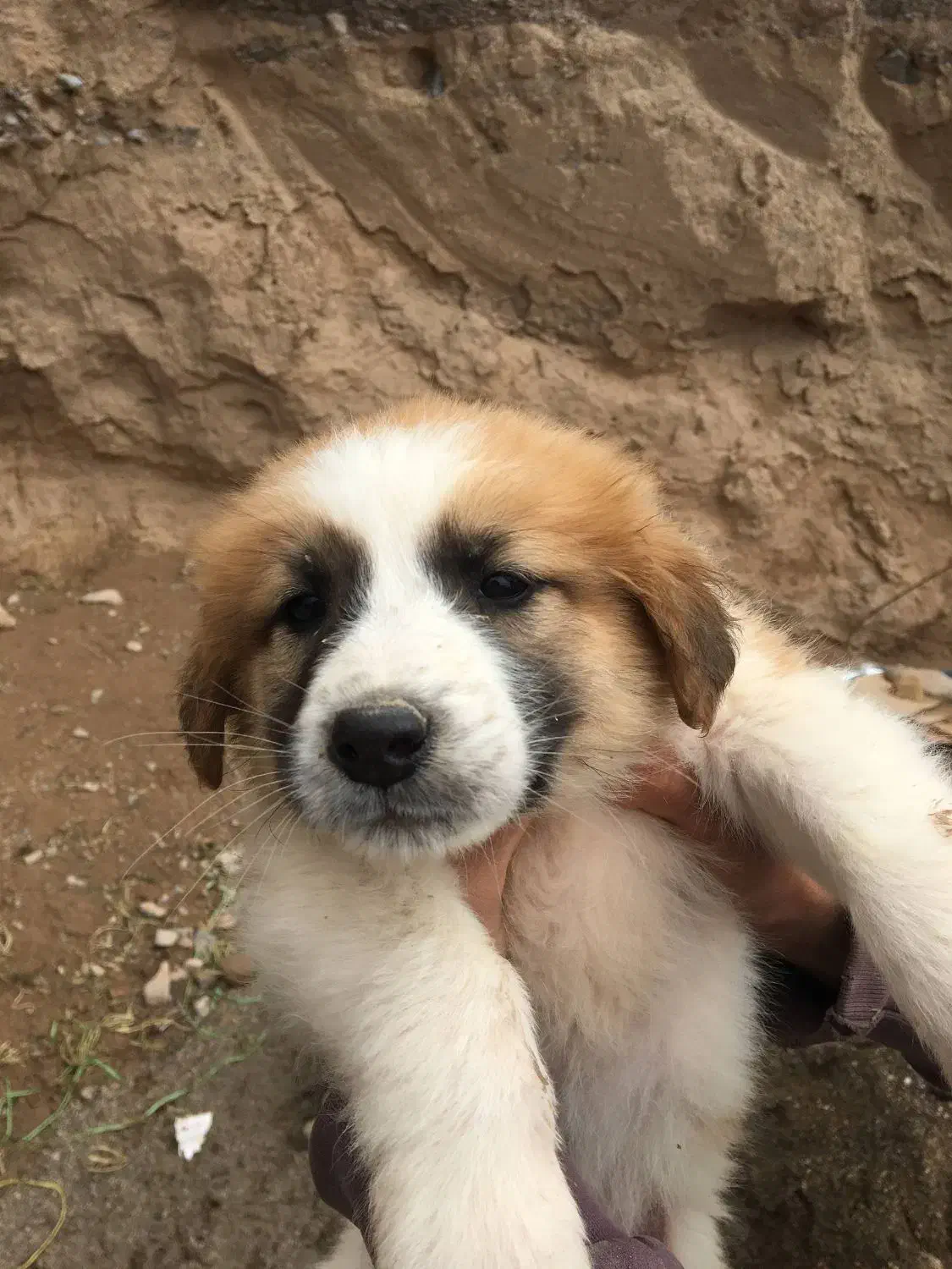 توله سگ|سگ|بیرجند, |دیوار