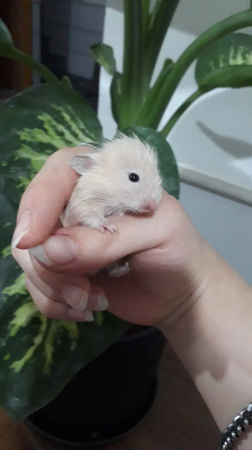 بچه همسترهای بامزه آماده فروش|موش و خرگوش|سمنان, |دیوار