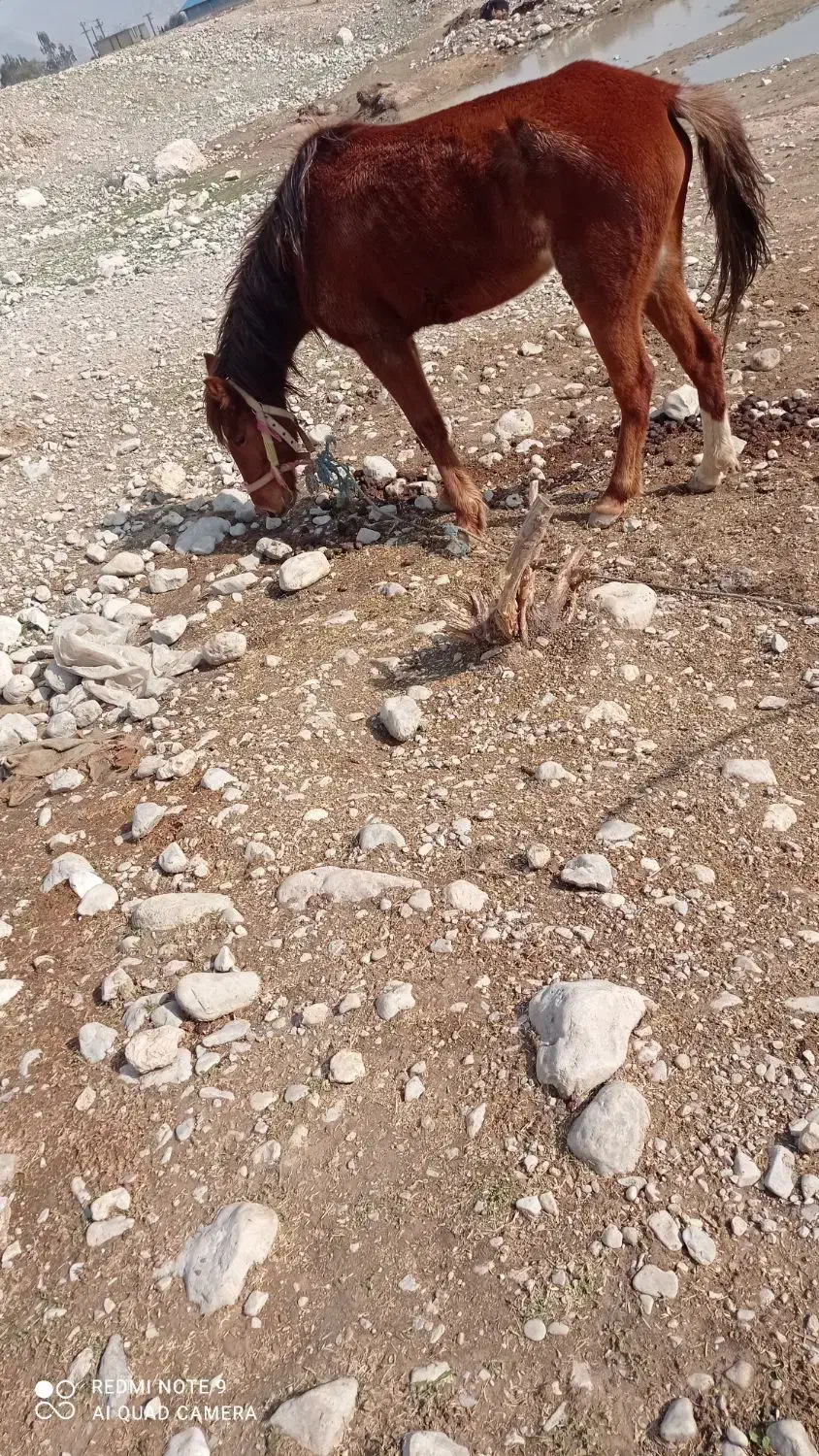 اسب فروشی|اسب و تجهیزات اسب‌سواری|دوگنبدان, |دیوار