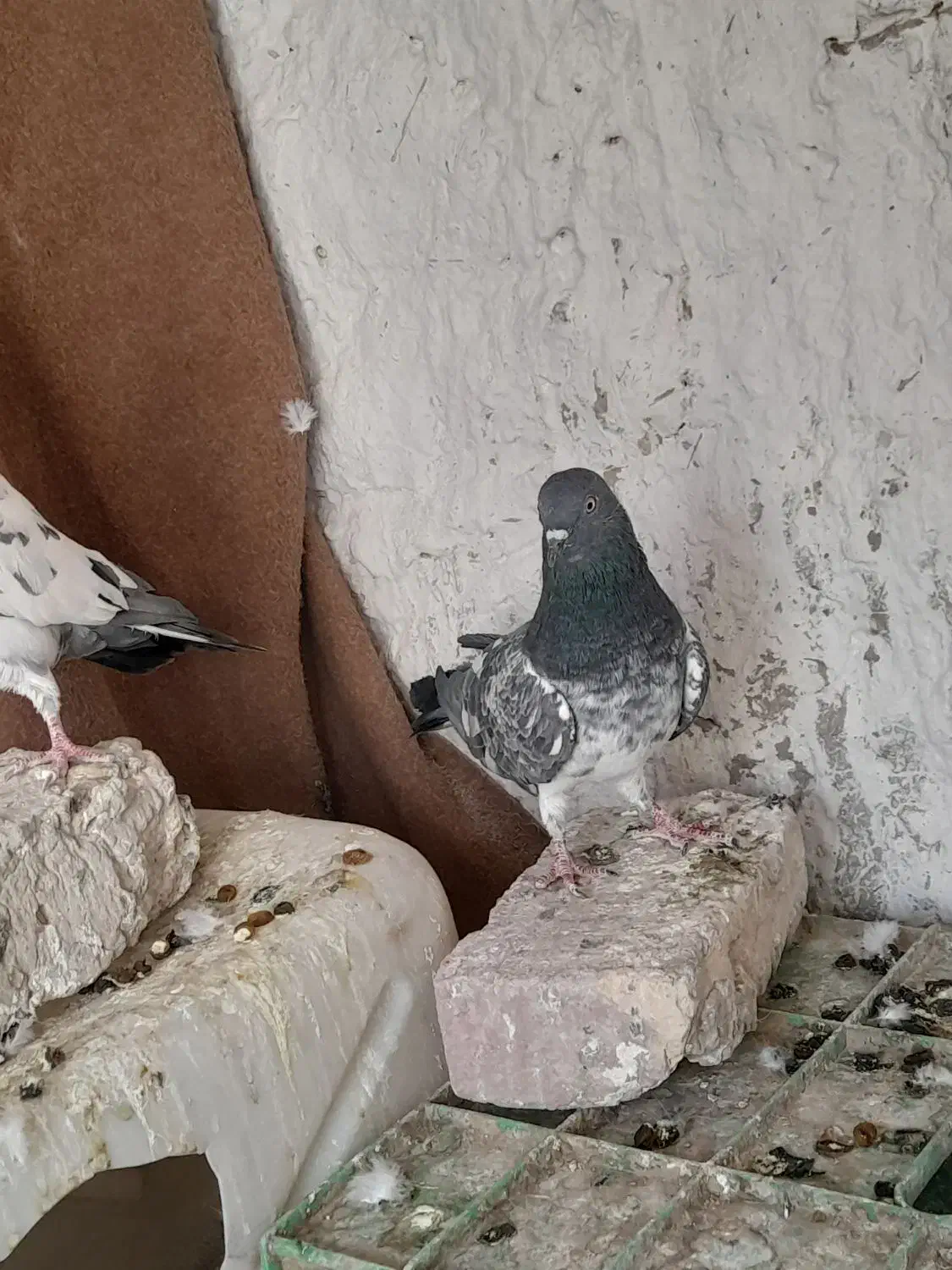 پاکستانی|پرنده|کرباسک, |دیوار